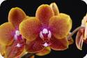 Phal. Sogo Lawrence